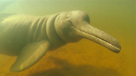 Pink Dolphins Amazon River