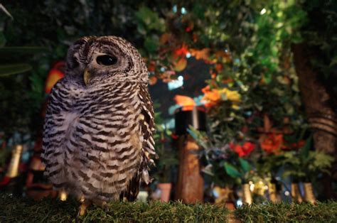 Swooping Into A New Owl Cafe In Tokyo Akihabaras Owl No Mori Lets