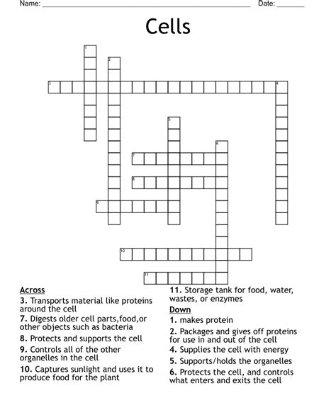 Cell Organelle Crossword Puzzle Wordmint