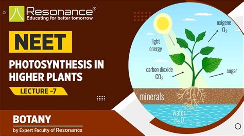 NEET Photosynthesis In Higher Plants L7 Calvin Cycle Hatch And