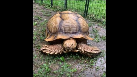 Good To Be Home Tennessee Tortoise Missing For 74 Days Returns After