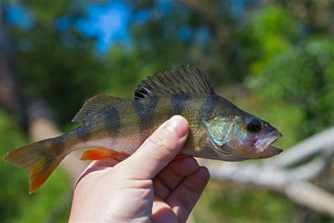 50+ Perch Recipes (for Your Wild Catch) - Adamant Kitchen