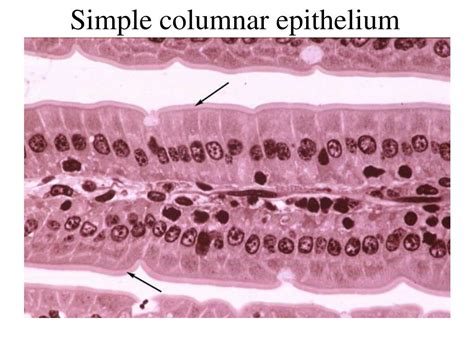 Ppt Simple Squamous Epithelium Powerpoint Presentation Free Download