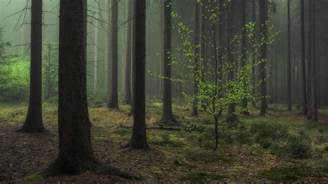 Обои туман в лесу туман мрачный лес 1920x1080 Full HD от photomonstr ...