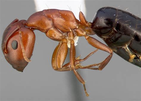 Carpenter Ant Signs How To Tell If You Have Them