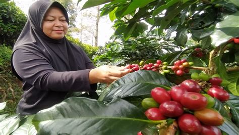 Kopi Gununghalu Kbb Jadi Incaran Tengkulak Kerap Paksa Petani Jual