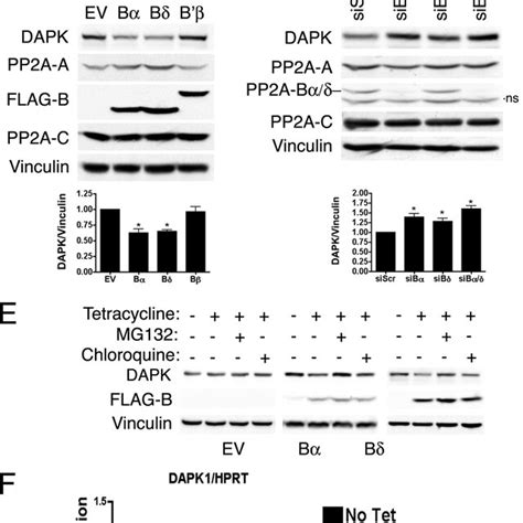 Schematic Representation Of The Activities Of DAPK And PP2A In