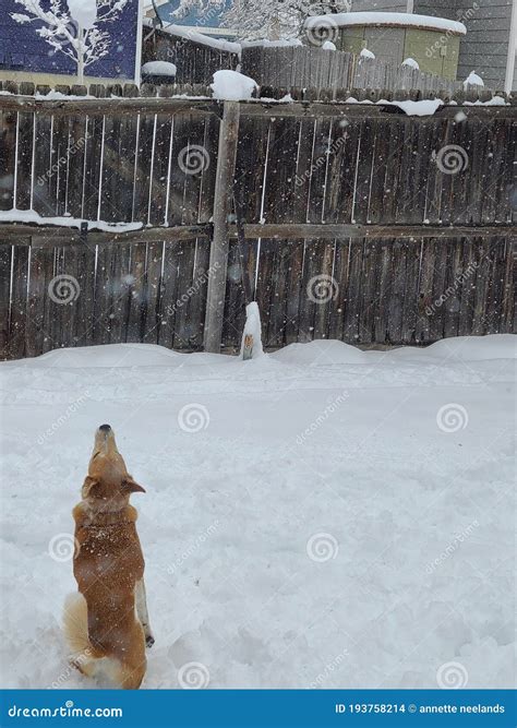 Dingo Thrives in Winter Snow Like a Winter King - Veja Store Site