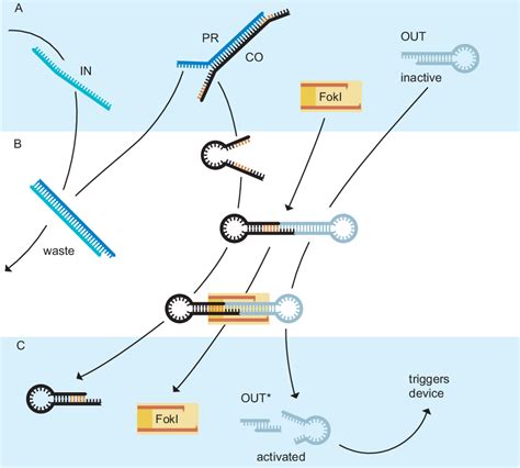 Figure From A Modular Dna Signal Translator For The Controlled