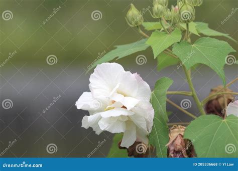 A Hibiscus Mutabilis Flower At The Garden Stock Photo Image Of