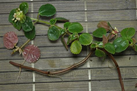 How to grow Pilea depressa from cuttings