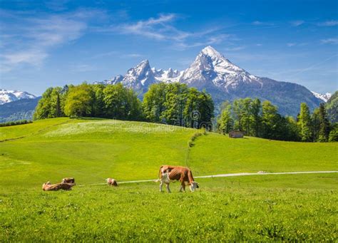 Idyllic Landscape In The Alps With Cow Grazing On Fresh Green Mountain