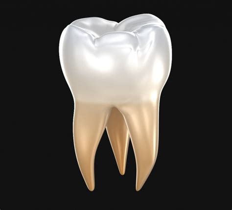 Human Molar Tooth D Model Dhunt Co