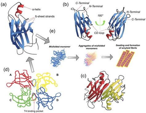 Ijms Free Full Text A Brief Journey Through Protein Misfolding In Transthyretin Amyloidosis