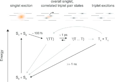 Schematic Representation Of The Different Singlet Fission Intermediates