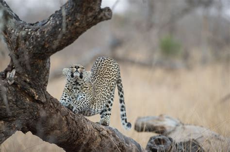 Botswana Namibia Simbabwe Komfortable Safari Durch Das Okavango