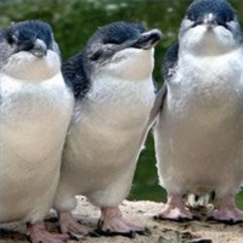 Phillip Island Fairy Penguins | Owlcation