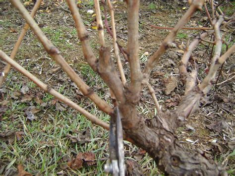 Terramanhada: Podar, cuidar a vinha, fabricar vinho...e vinagre.