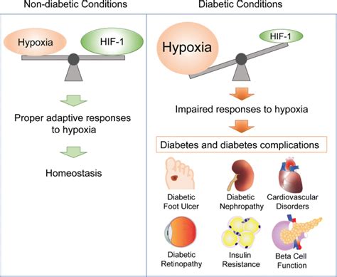 糖尿病及其并发症的缺氧及缺氧诱发因素diabetologia X Mol