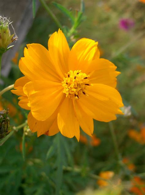 Flor Cosmos Significado Como Cuidar Tipos E Pre O