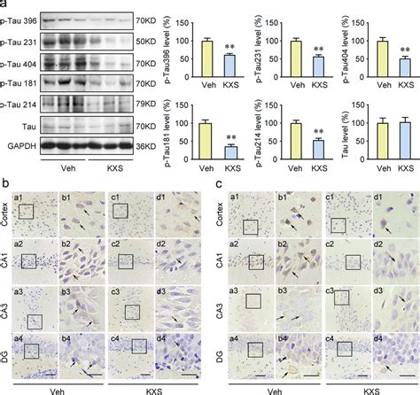 Kxs Abrogates Tau Hyperphosphorylation In Samp Mice A The Levels Of