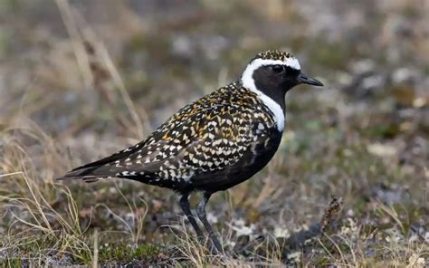 shorebirds  alaska  photo birdserenity