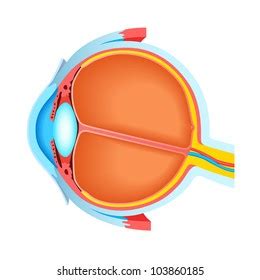 Cross Section Human Eye Stock Illustration 103860185 | Shutterstock