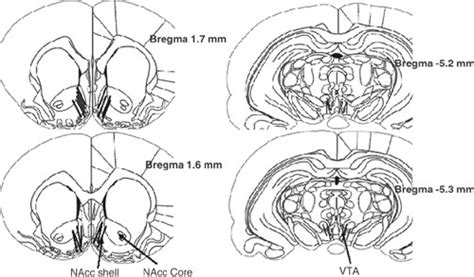 Representative Locations Of Microdialysis Probe Placements In The