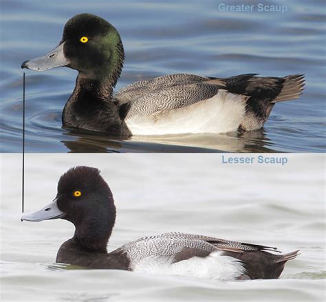 Male Scaup Comparison Duck Identification Bird Identification Waterfowl