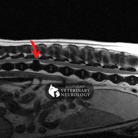 Hernia discal en perros Signos y qué hacer Southeast Veterinary