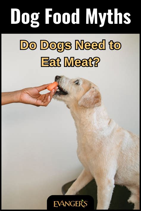 Dog Food Myths Do Dogs Need To Eat Meat Evangers Dog And Cat Food Co