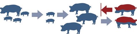 Critical Points On The Pig Farm Day To Day Management Cid Lines