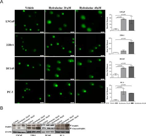 Hydralazine Effect On Dna Damage A Left Comet Assay Download