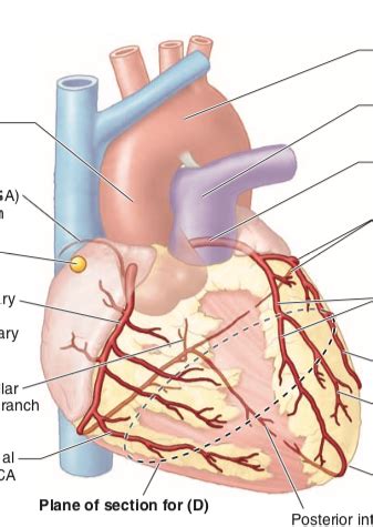 Diagram Anterior View Hart Bloedvaten Quizlet