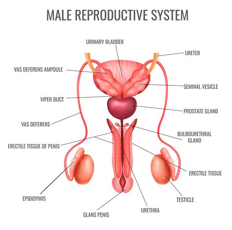 Basics of Male Fertility - KL Fertility Centre