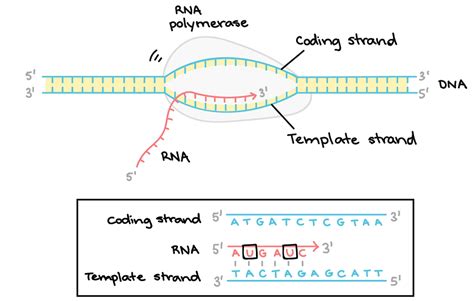 Rna Sequence Transcribed From Dna At Deborah Campbell Blog