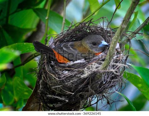 Orange Throated Tanager Nesting Photographed South Stock Photo ...