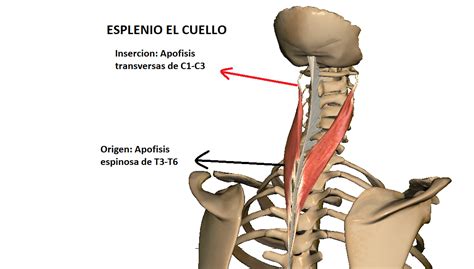 Anatomy Full MUSCULOS DEL CUELLO ORIGEN E INSERCION