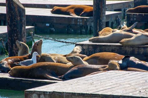 Sea Lions, San Francisco 3, USA Stock Photo - Image of animals, touristattraction: 115505816