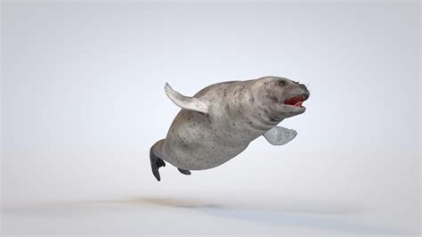 Common Seal - 3D Model by Viverna