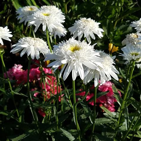 Leucanthemum Superbum Wirral Supreme Picturethis