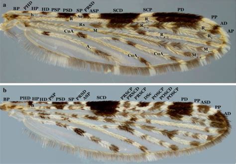 Identification keys to the Anopheles mosquitoes of South America ...