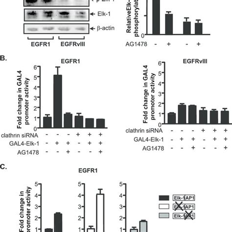 EGFR1 and EGFRvIII differentially activate MAPKs to induce TBP promoter ... 