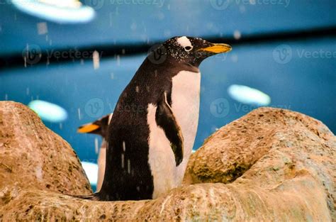 Penguins at the zoo 23463900 Stock Photo at Vecteezy