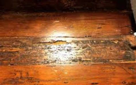 How To Get Rid Of Termites In Hardwood Floor 5 Easy Ways