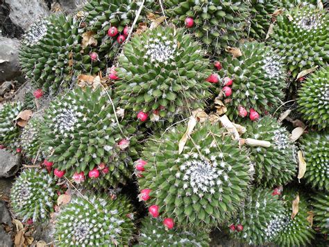 Mammillaria Learn About Nature