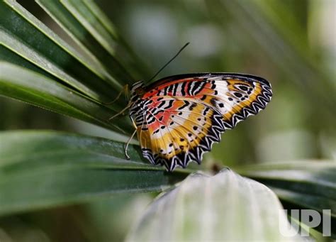 Photo Butterfly Conservatory At Amnh In New York Nyp20211117117