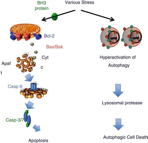 Fig Molecular Mechanism Of Apoptosis And Innovative