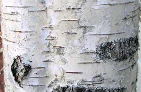 Real Birch Bark Wallpaper Wallpapersafari