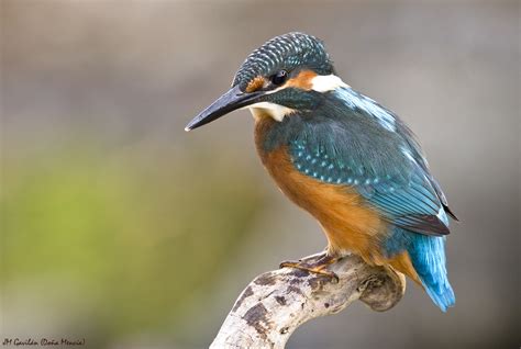 Fotografía de Naturaleza JM Gavilán Martín pescador común Alcedo